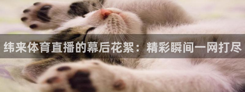 袋鼠直播体育直播：纬来体育直播的幕后花絮：精彩瞬间一网打尽